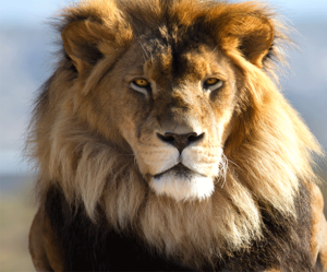 the-lion-of-the-tribe-of-judahblog