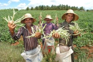 Agricultores familiares na colheita do feijao verde Assentamento California Caninde do Sao Francisco - SE