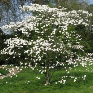 hoje-cornus-da-florida_pt_500_0000734