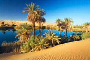 Oasis with date palms (phoenix dactylifera) in Sahara desert
