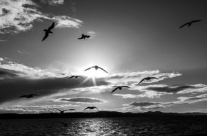 Low Angle View Of Flying Over Sea