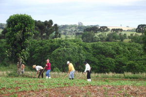 agricultor